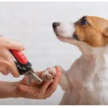 Servi&ccedil;os em geral